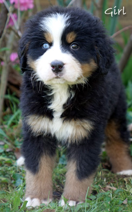 teddy bear love bernese mountain dogs